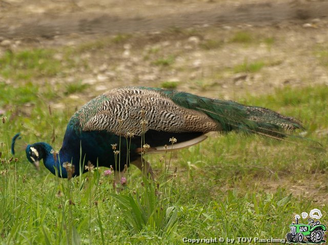Walding_104.jpg