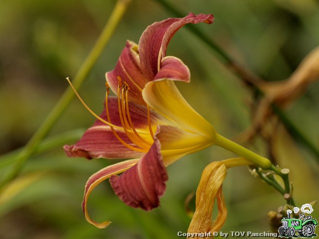Walding_108.jpg