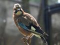 Schmiding_043