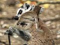 Schmiding_086