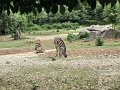 Schmiding_129