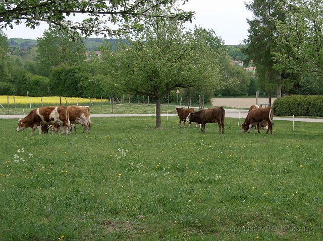 CIMG1335.jpg