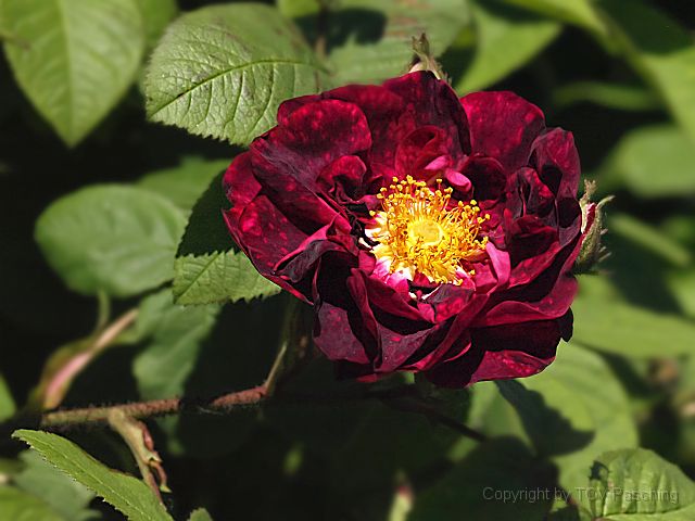 Rosarium_28.JPG