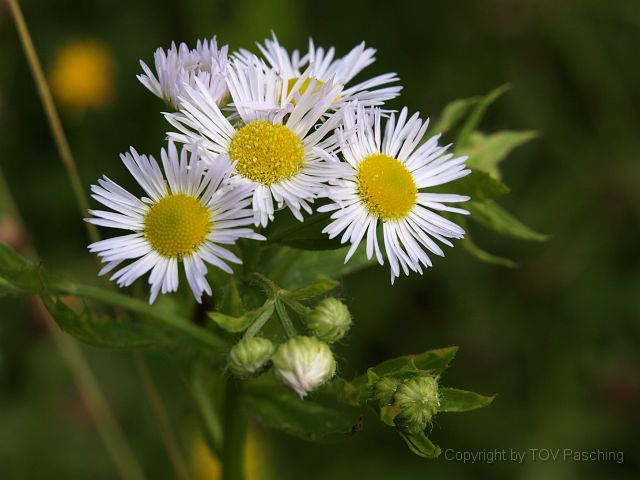 Most_Hofer_Garten_d_Geheimnisse_036.JPG