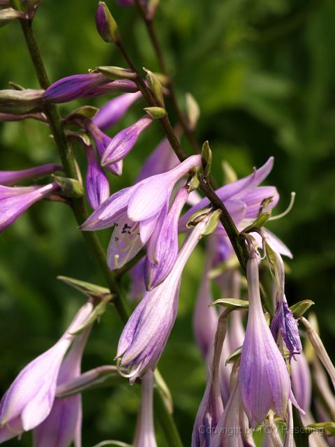 Most_Hofer_Garten_d_Geheimnisse_047.JPG