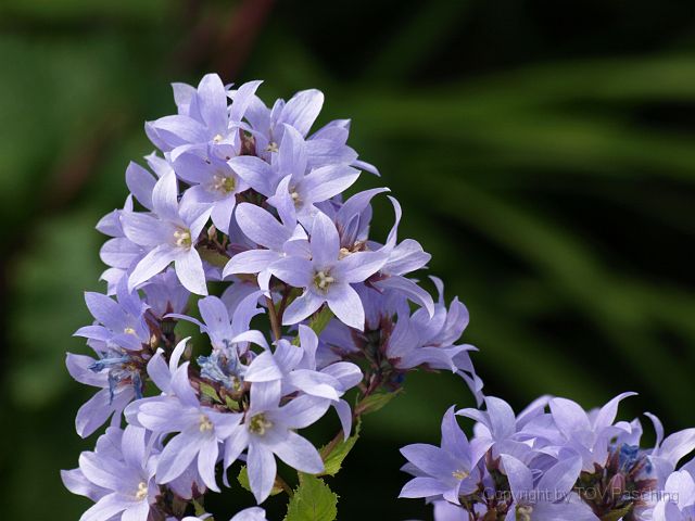 Most_Hofer_Garten_d_Geheimnisse_048.JPG