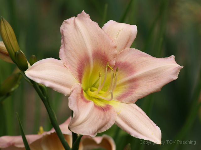 Most_Hofer_Garten_d_Geheimnisse_050.JPG