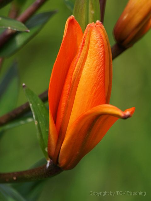 Most_Hofer_Garten_d_Geheimnisse_054.JPG