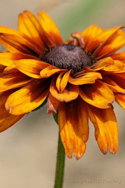 Most_Hofer_Garten_d_Geheimnisse_057.JPG