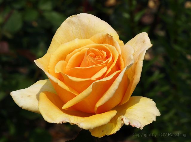 Most_Hofer_Garten_d_Geheimnisse_063.JPG