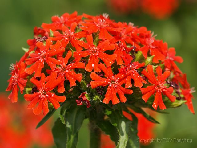 Most_Hofer_Garten_d_Geheimnisse_064.JPG