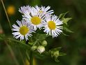 Most_Hofer_Garten_d_Geheimnisse_036
