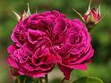 Most_Hofer_Garten_d_Geheimnisse_065